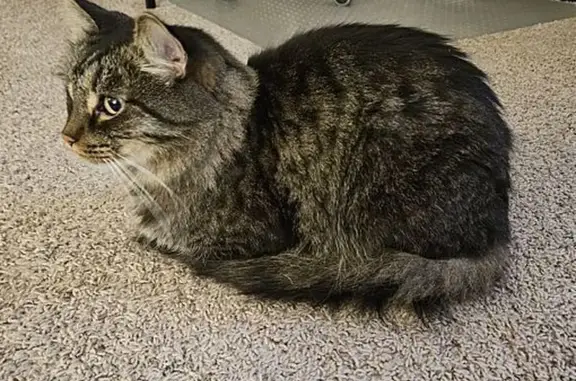Lost and found pets Glenview, photo: Lost Gray Tabby: Terrace Lane, Glenview