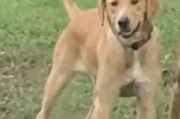 Lost Dog: Tan with White Markings, Severy