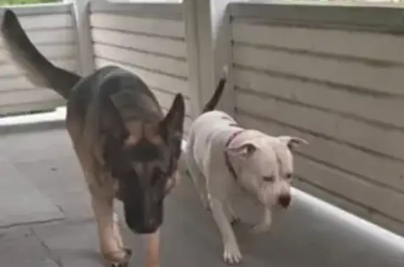 Lost pets Cleveland, photo: Lost Dogs: Kilo & Scar in Cleveland