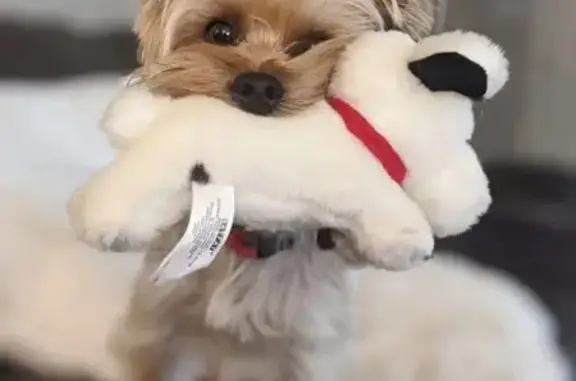 Lost and found pets Shallowater, photo: Lost 4-Yr-Old Male Yorkie in Shallowater