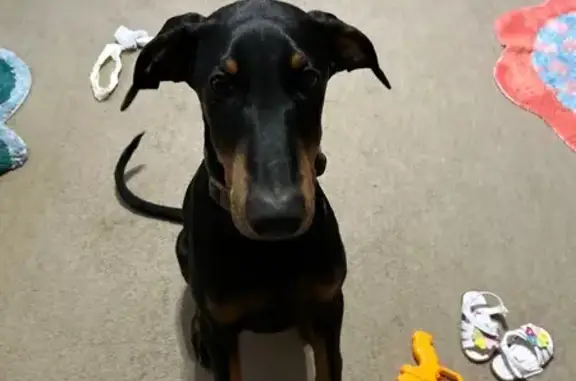 Lost Doberman: Tall, Lean, Scars on Ear
