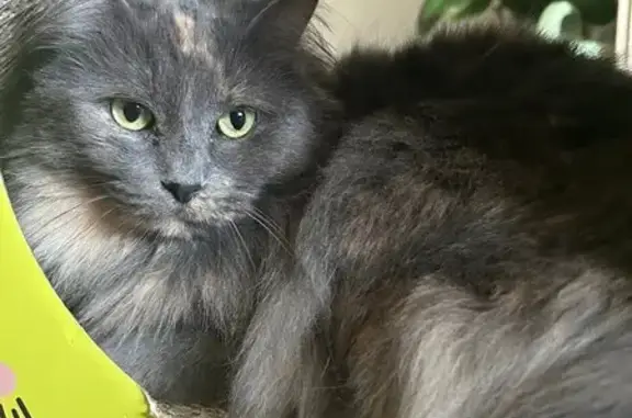 Lost Cat: Stormi - Grey, White & Orange