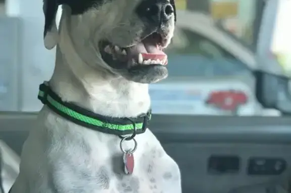 Lost and found pets Phoenix, photo: Lost Dog: Jake, 45lbs, White & Spotted