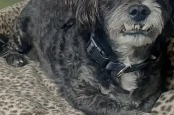 Lost and found pets Montebello, photo: Lost Dog: Friendly Black & White Pup
