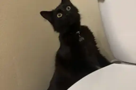 Lost Fluffy Black Cat on Rustic Oak Lane