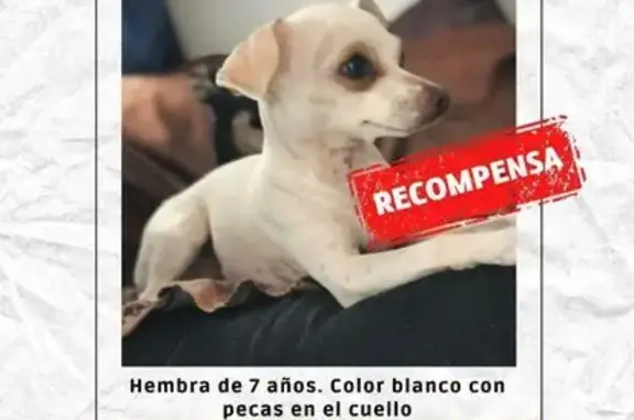 Perro Chihuahua Blanco Perdido en Aguascalientes