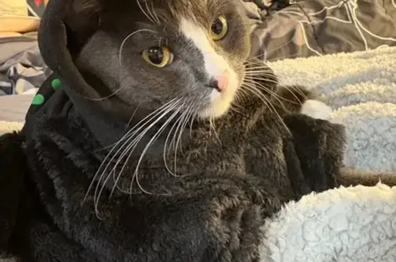 Lost and found pets Tigard, photo: Lost Grey Tuxedo Cat in Tigard Area