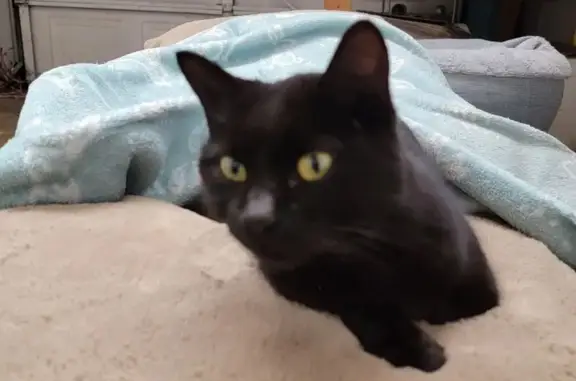 Lost and found pets Benton, photo: Friendly Small Black Cat Found in Benton