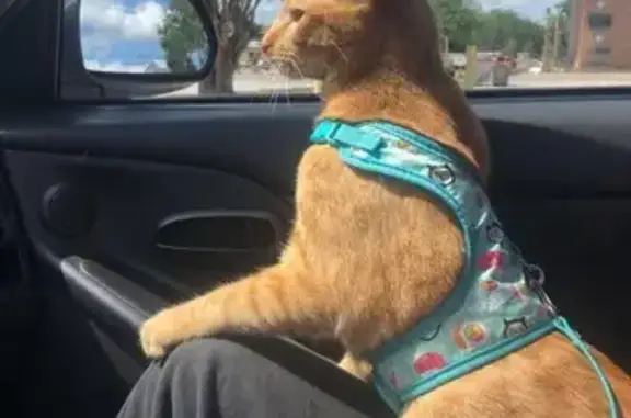 Lost and found pets Eustis, photo: Lost Orange Tabby: Simba on Bates Ave