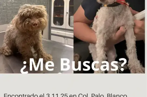 Perro encontrado San Pedro Garza Garcia, foto: Perro Castrado Encontrado en San Pedro, 2749