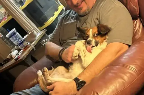 Lost and found pets Lubbock, photo: Lost Skittish Dog Gimli: Brown & White