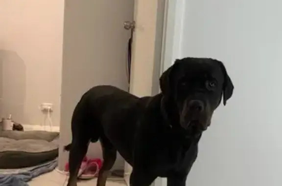 Lost: Large Black Dog, Burns B...