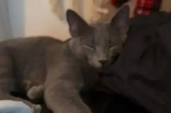 Lost pets Garden City, photo: Lost Cat: Grey Fur, Amber Eyes, Rush St.