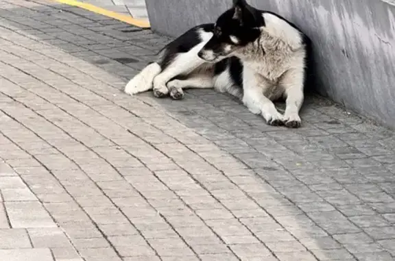 Знайдена собака біля метро Героїв Дніпра