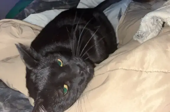 Lost Black Cat: Shy, Friendly, Mesa Area
