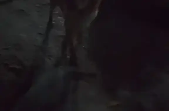 Animales encontrados Ecatepec de Morelos, foto: Perrita Encontrada: Café y Amarillo en Ecatepec