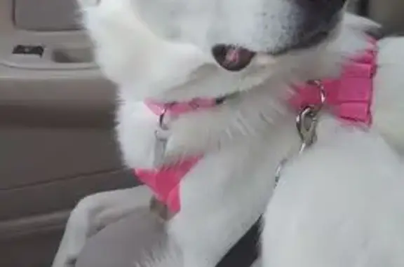 Lost Dog: Zoey, Loud Barker, Magna Area