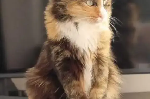 Gatos perdidos, , foto: Se busca: Gata tricolor perdida en Premià