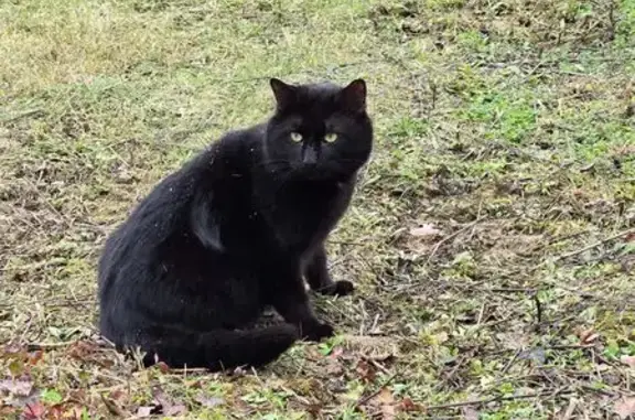 Chat noir perdu, blessé, Veigné - photo