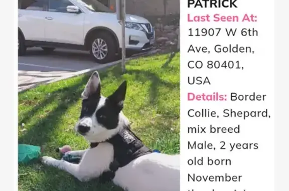 Lost pets Golden, photo: Lost Dog: Friendly Shepard Mix in Golden