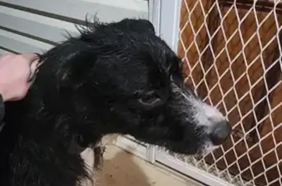 Lost pets Ipswich, photo: Lost Black Dog: Vogel Rd, Ipswich