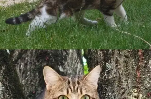 Chat perdu à Chenonceaux, signe W/M tête - photo