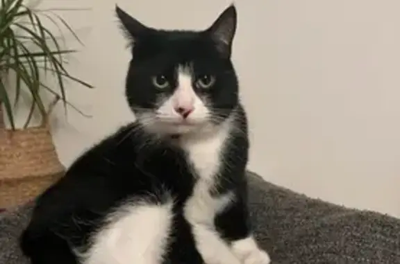 Lost Cat: Black & White with Green Collar