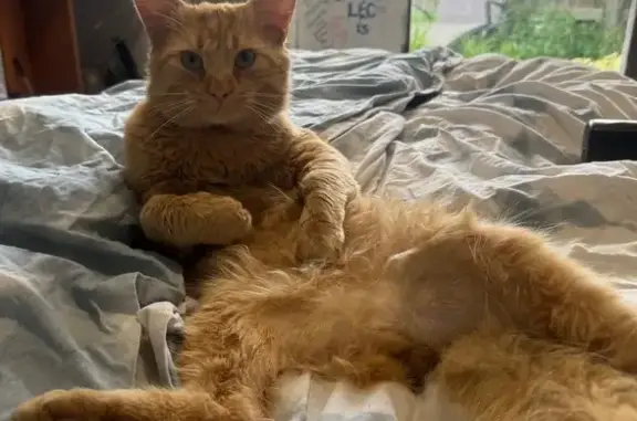 Missing Ginger Cat: Help Find Bull!