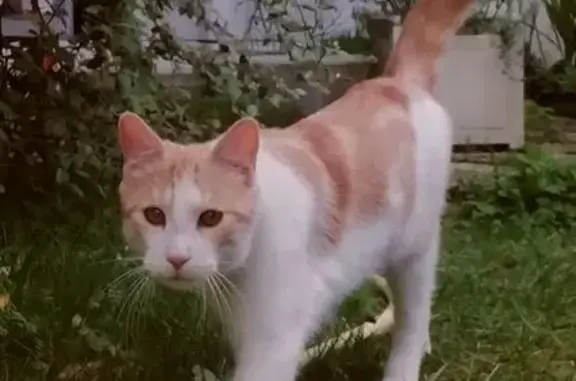 Chat perdu, Courbevoie, photo: Chat roux et blanc perdu à Courbevoie