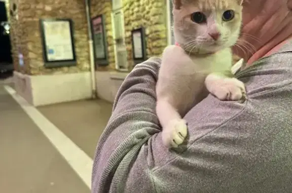 Chat trouvé , photo: Chat blanc et roux trouvé à La Ferté-sous-Jouarre