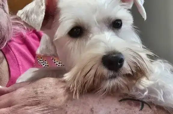 Missing dog Lake City, photo: Lost Mini Schnauzer 'Moon' in Lake City