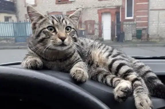 Chat trouvé Mayenne, photo: Chat trouvé au cinéma le Vox à Mayenne