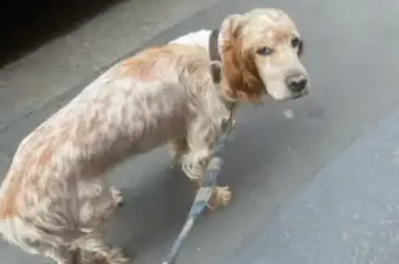 Chien perdu , photo : Chienne Fidji perdue à Rillé (37)