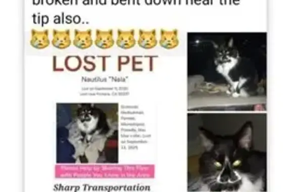 Lost and found pets Fontana, photo: Lost Cat! Blue Collar & Bent Tail - Fontana