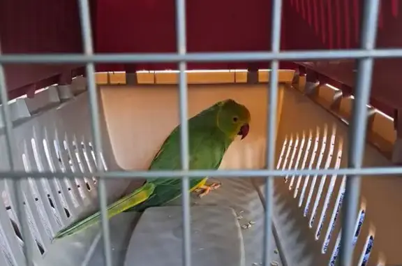 Lost Bird Found in Hoppers Cro...