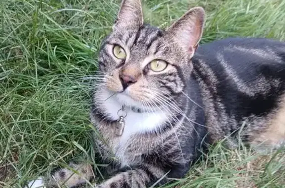 Chat trouvé Oignies, photo: Chat tigré perdu à Oignies, rue Victor Hugo