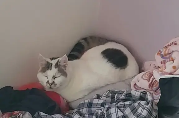 Chatte perdue à Caudebec-lès-Elbeuf - photo
