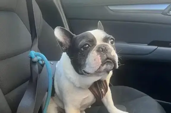 Lost pets Logan Village, photo: Lost Frenchie: Blind in Left Eye, Logan