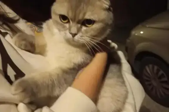Chat gris clair trouvé, tatoué, non réclamé - photo