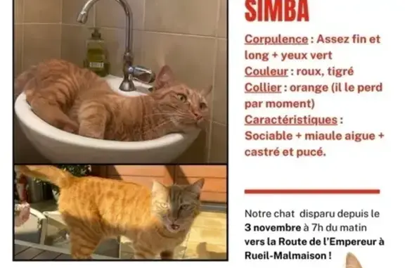 Animaux perdus Rueil-Malmaison, photo: Chat roux perdu à Rueil-Malmaison