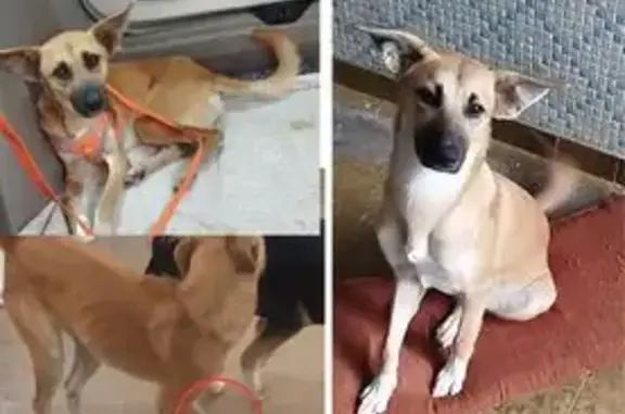 cachorro desaparecida