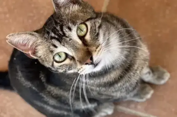 Gato Pardo Perdido en Villamarchante