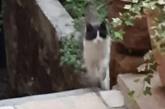 Animaux trouvés Salernes, photo: Chatte blanche/grise boiteuse trouvée à Salernes