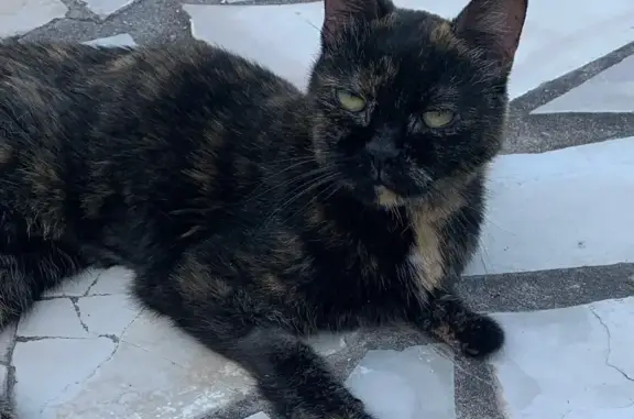 Chat Écaille 8 ans perdue à Fréjus - photo