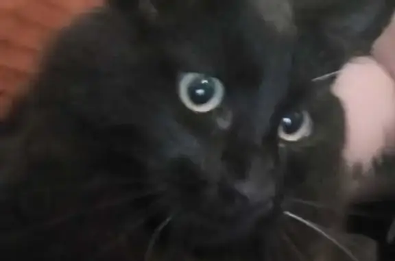 Animaux perdus Varreddes, photo: Chat noire perdue, tâches blanches, Varreddes