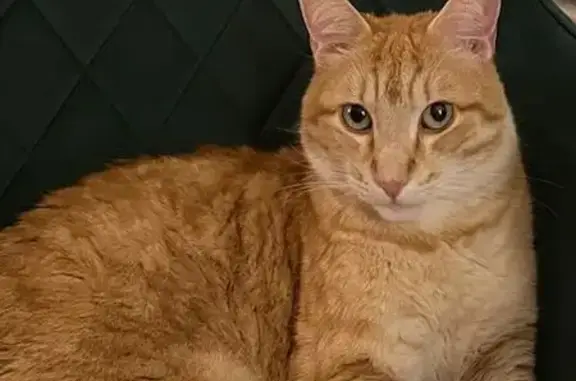 Animaux perdus L'Union, photo: Chat roux Yoda perdu à L'Union