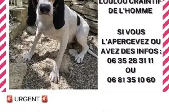 Chien perdu Lédenon, photo : Chien perdu à Lédenon, Chemin des Agaous