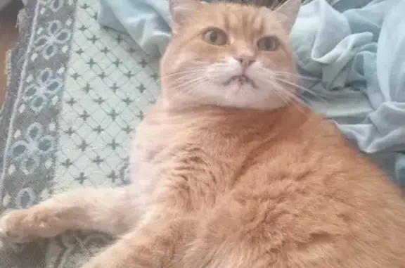 Зникла кішка Віскі в Харкові: Допоможіть!