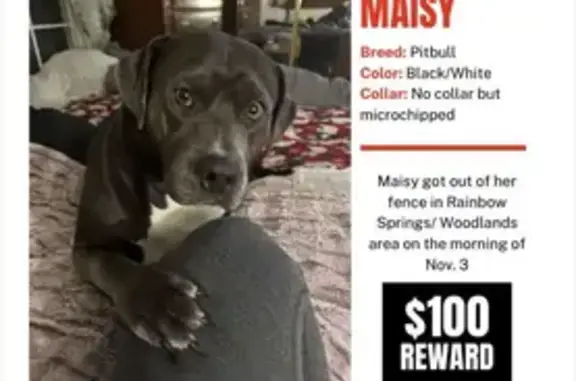 Lost Shy Dog in Rainbow Springs Area