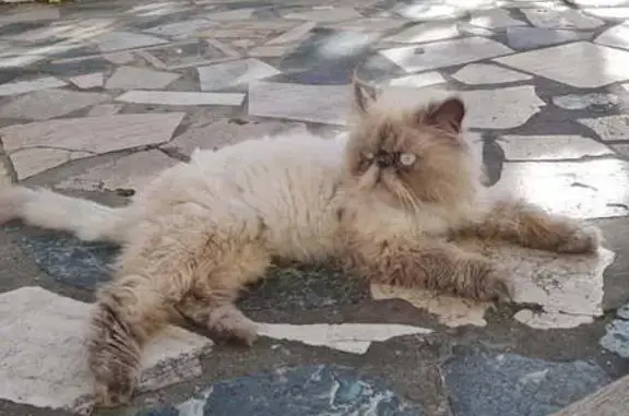 Chat errant trouvé Rue de Nice, Lyon - photo